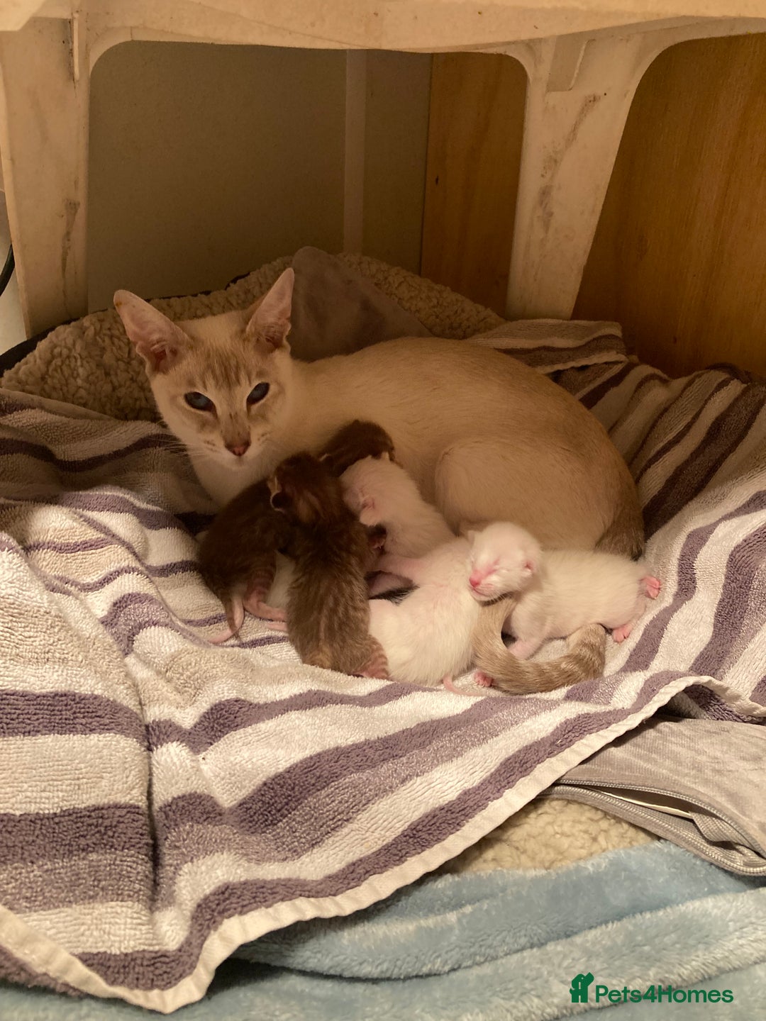 Oriental cats for sale: Oriental shorthair kittens - Advert 4