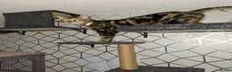 Savannah cats for sale: F3 Savannah male in Wirral - Advert 3