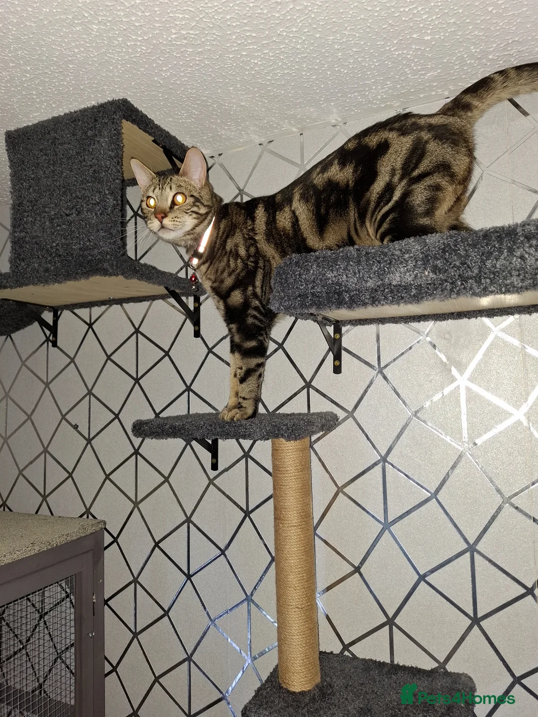 Savannah cats for sale: F3 Savannah male in Wirral - Advert 3