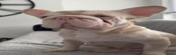French Bulldog dogs for sale: Female Pink Velvet French Bulldog for sale  - Advert 7
