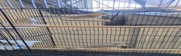Canaries birds for sale: Beautiful canaries for sale - Advert 2