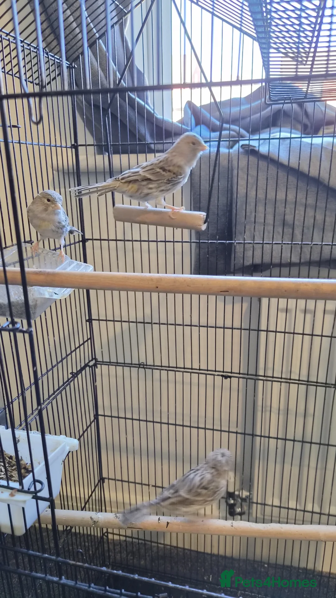 Canaries birds for sale: Beautiful canaries for sale - Advert 2