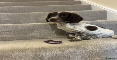 Sprocker dogs - Advert 3