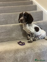 Sprocker dogs - Advert 3