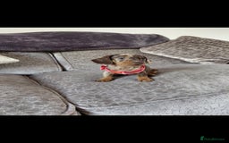Miniature Dachshund dogs for sale: Ready now beautiful miniature dachshund pups - Image 13
