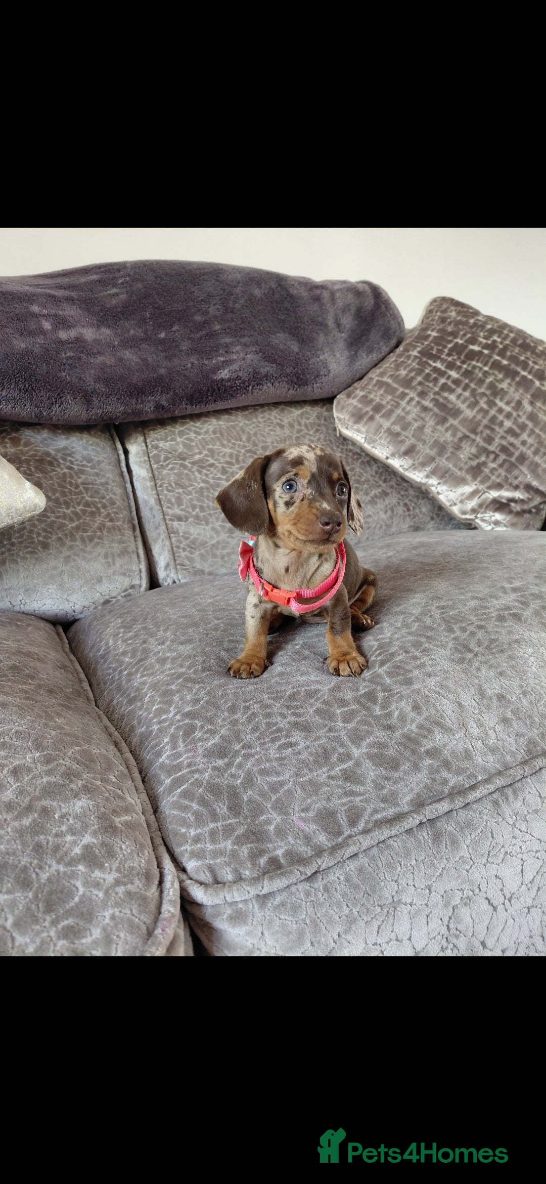 Miniature Dachshund dogs for sale: Ready now beautiful miniature dachshund pups - Image 13