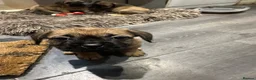 Mixed Breed dogs for sale: Cute puppies  - Advert 7