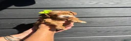 Cockapoo dogs for sale: Cockerpoos - Advert 11