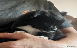 Chihuahua dogs for sale: KC chihuahua long haired boy pup ready now  - Image 1