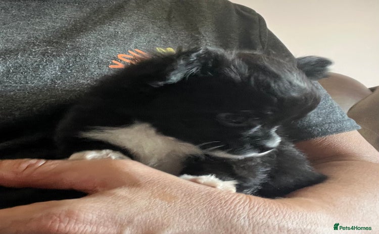 Chihuahua dogs - Advert 1