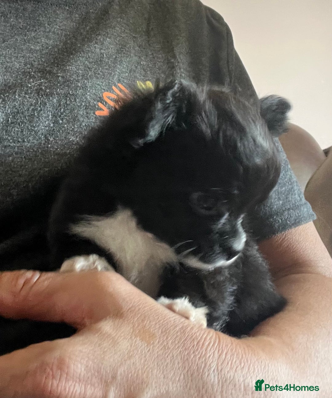 Chihuahua dogs for sale: KC chihuahua long haired boy pup ready now  - Image 1