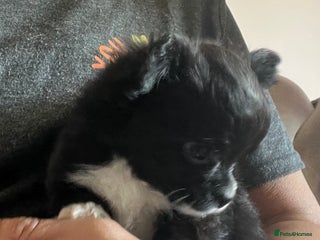 Chihuahua dogs - Advert 2