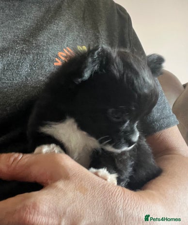 Chihuahua dogs - Advert 1