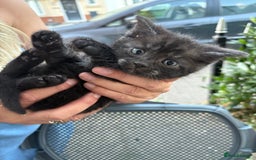 British Shorthair cats for sale: 2 BLACK FEMALE SHORTHAIR KITTENS. READY TO GO! - Image 18