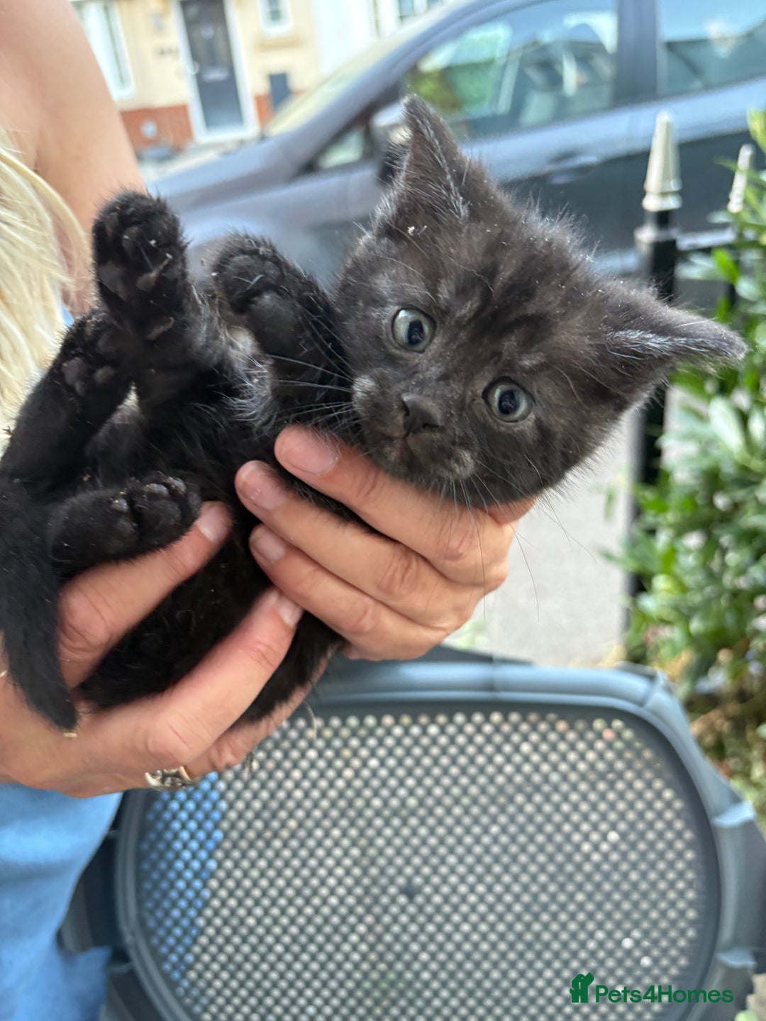 British Shorthair cats for sale: 2 BLACK FEMALE SHORTHAIR KITTENS. READY TO GO! - Image 18
