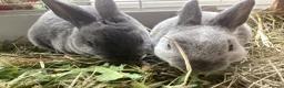 Rex rabbits for sale: Mini Rex in Liverpool - Advert 16