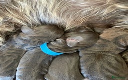 Mixed Breed dogs for sale: Patterdale terrier cross - Image 3