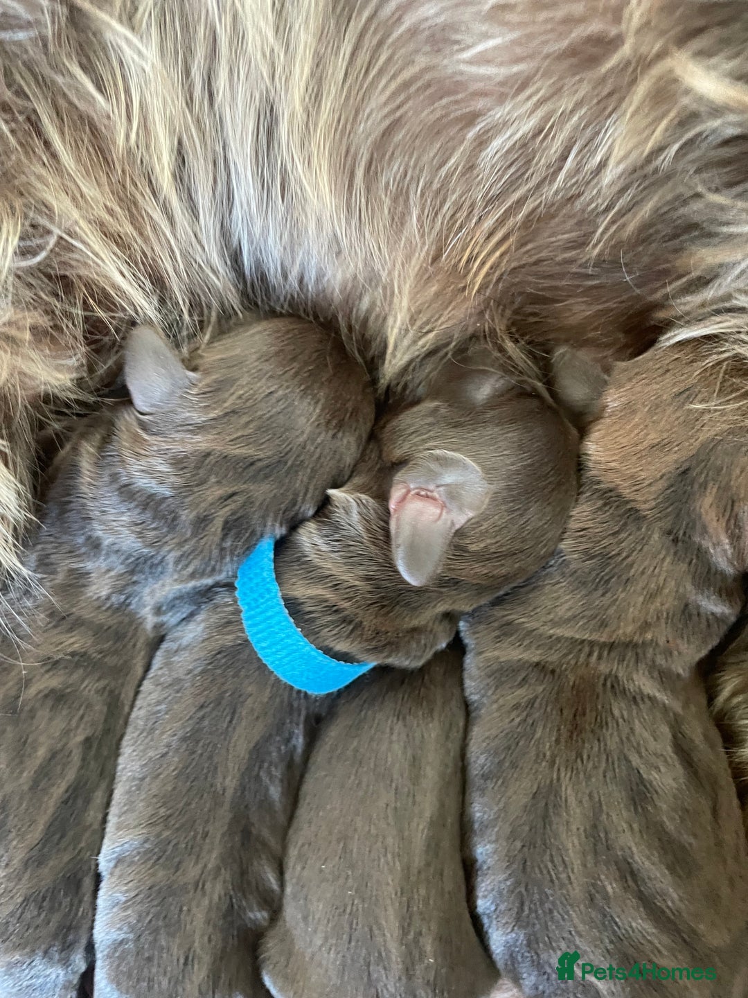 Mixed Breed dogs for sale: Patterdale terrier cross - Image 3