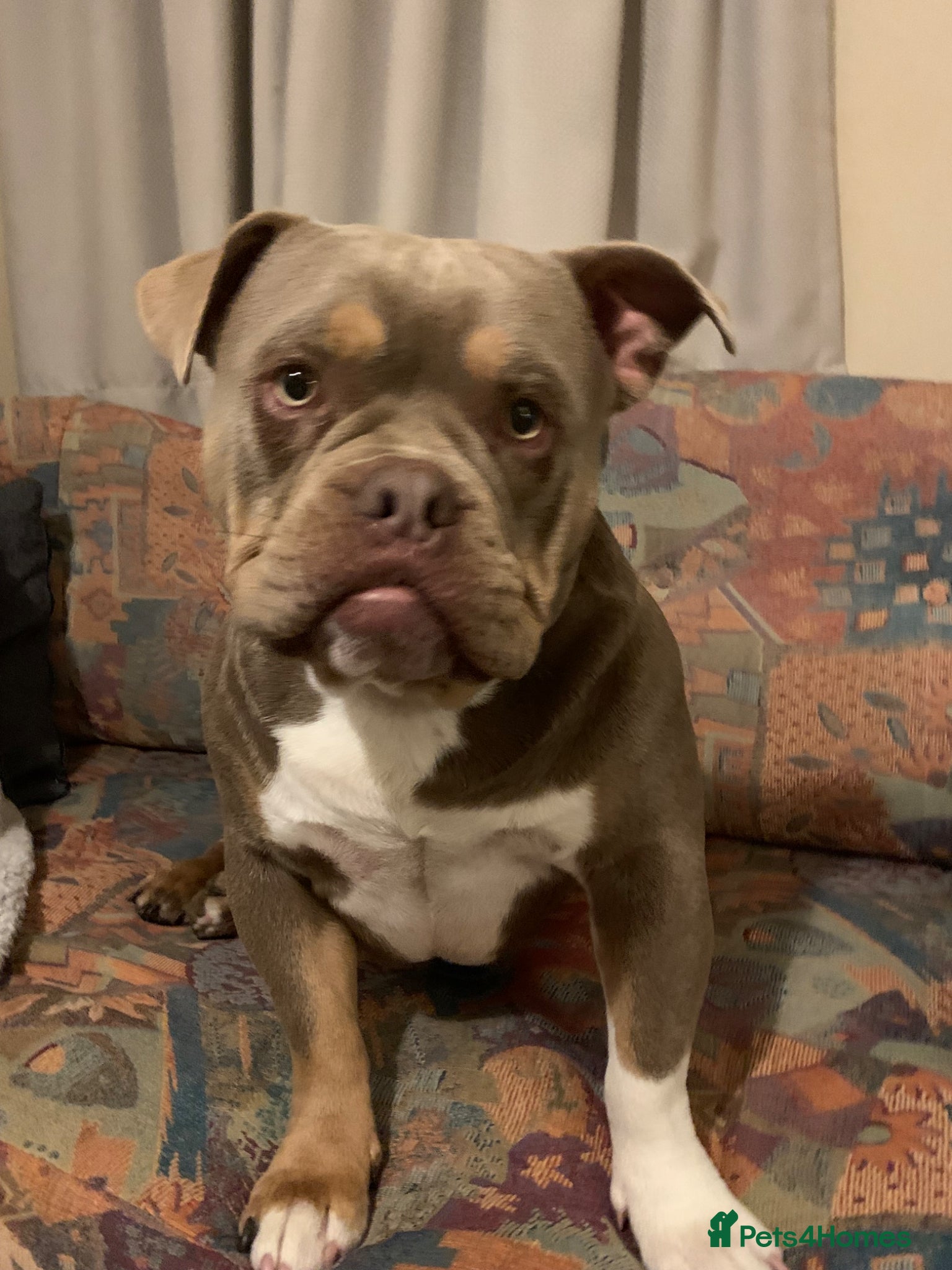 American Bully dogs Blue for studding - Advert 1