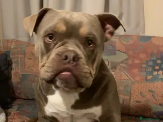 American Bully dogs Blue for studding - Advert 1