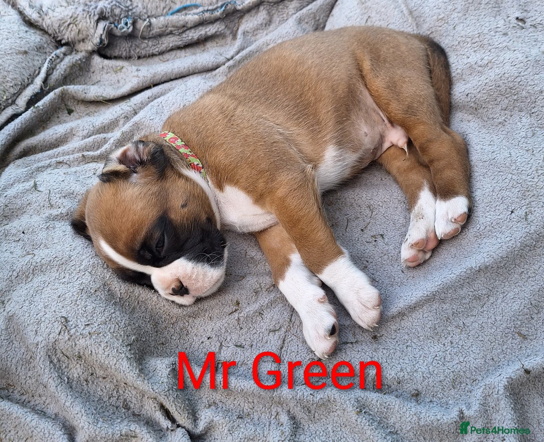Boxer dogs for sale: Boxer puppies kennel club reg 5 star licence  - Image 13