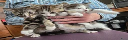Mixed Breed cats for sale: Beautiful Bengal and Himalayan Kittens for Sale - Advert 7