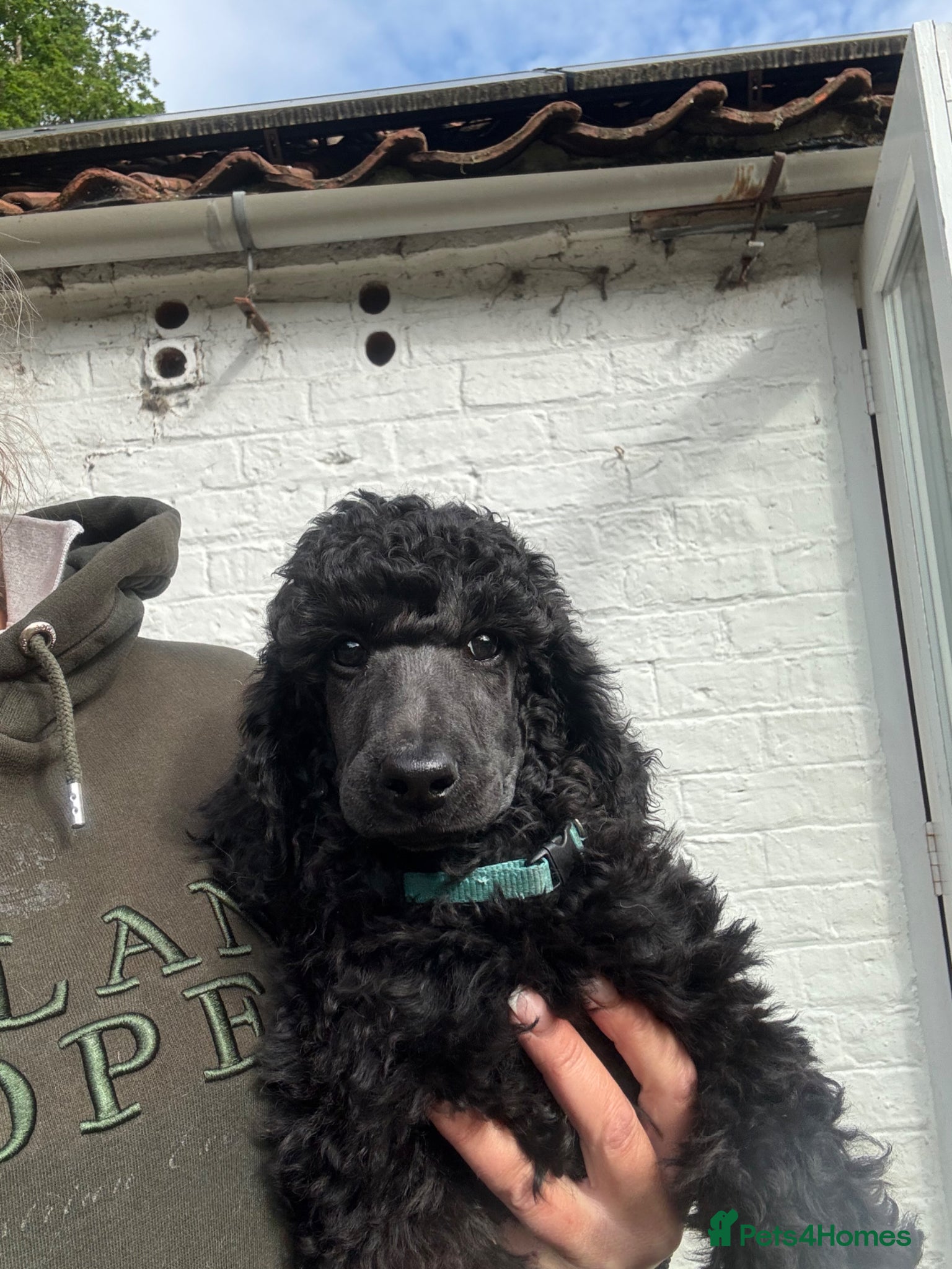 Standard Poodle dogs Exceptional working standard poodle - Advert 1