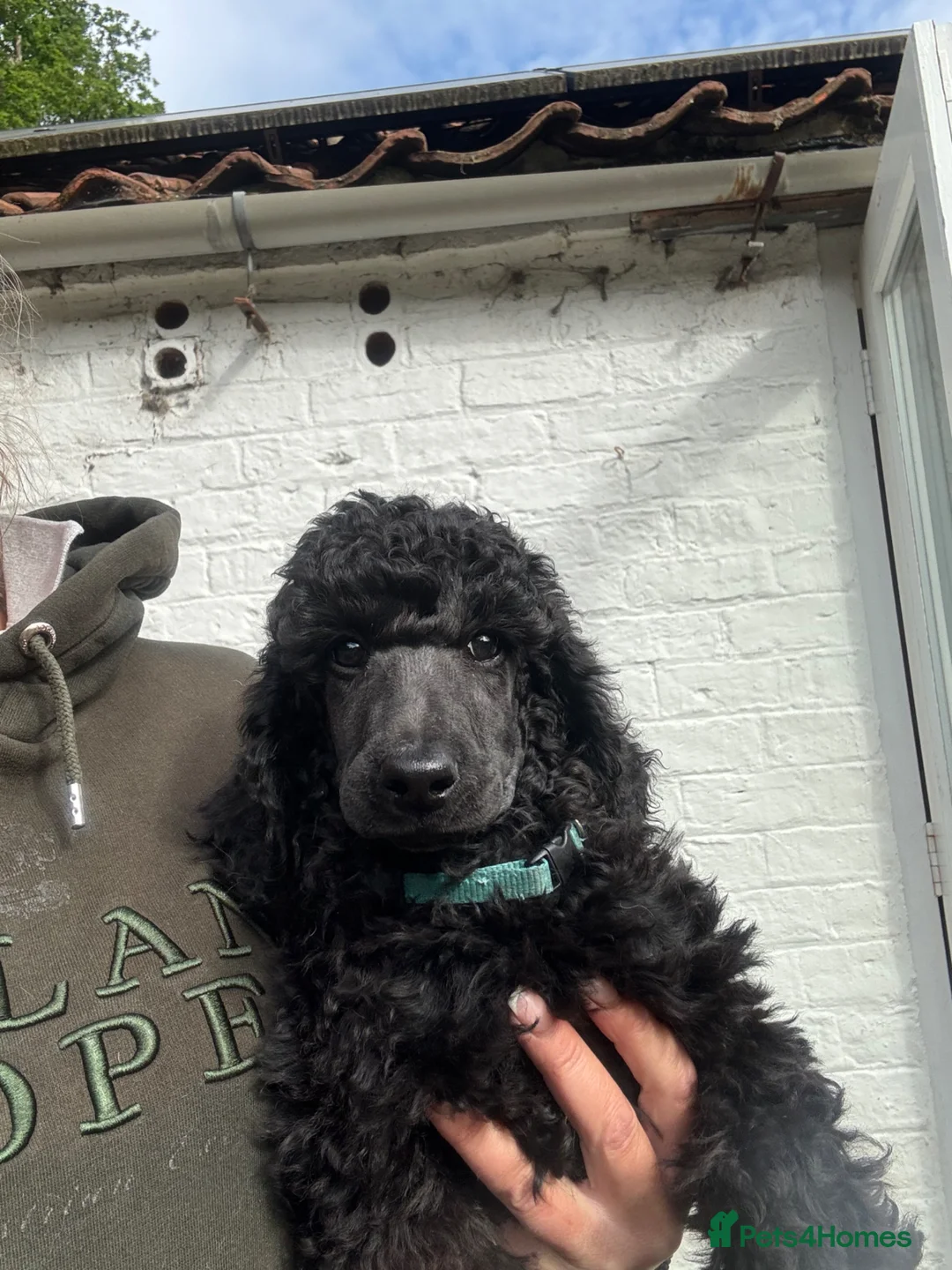 Exceptional working standard poodle for sale in York | Pets4Homes