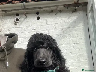 Standard Poodle dogs for sale: Exceptional working standard poodle - Advert 2