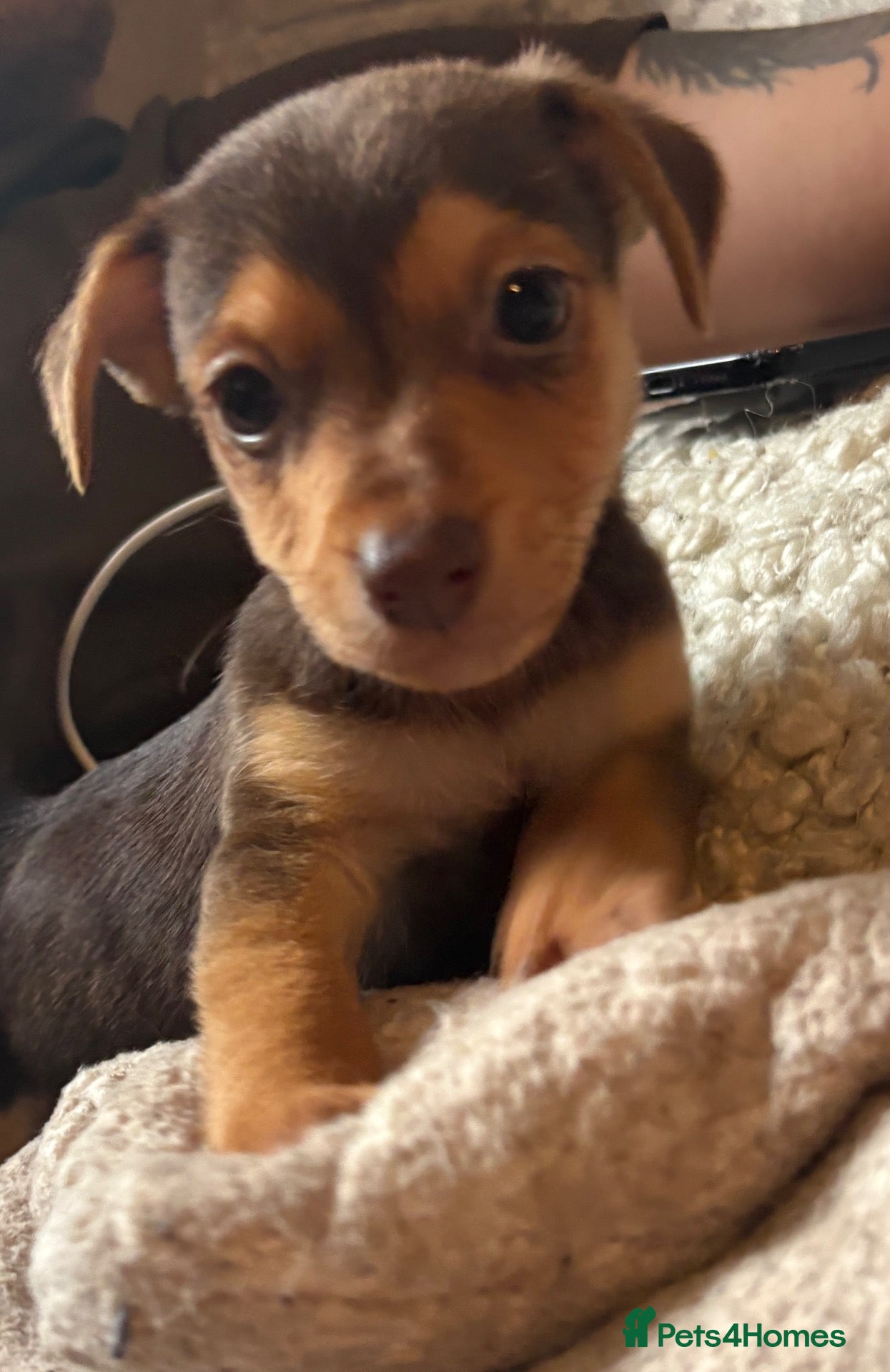 Jack Russell dogs for sale: Ready now miniature jack Russel puppies  - Advert 6