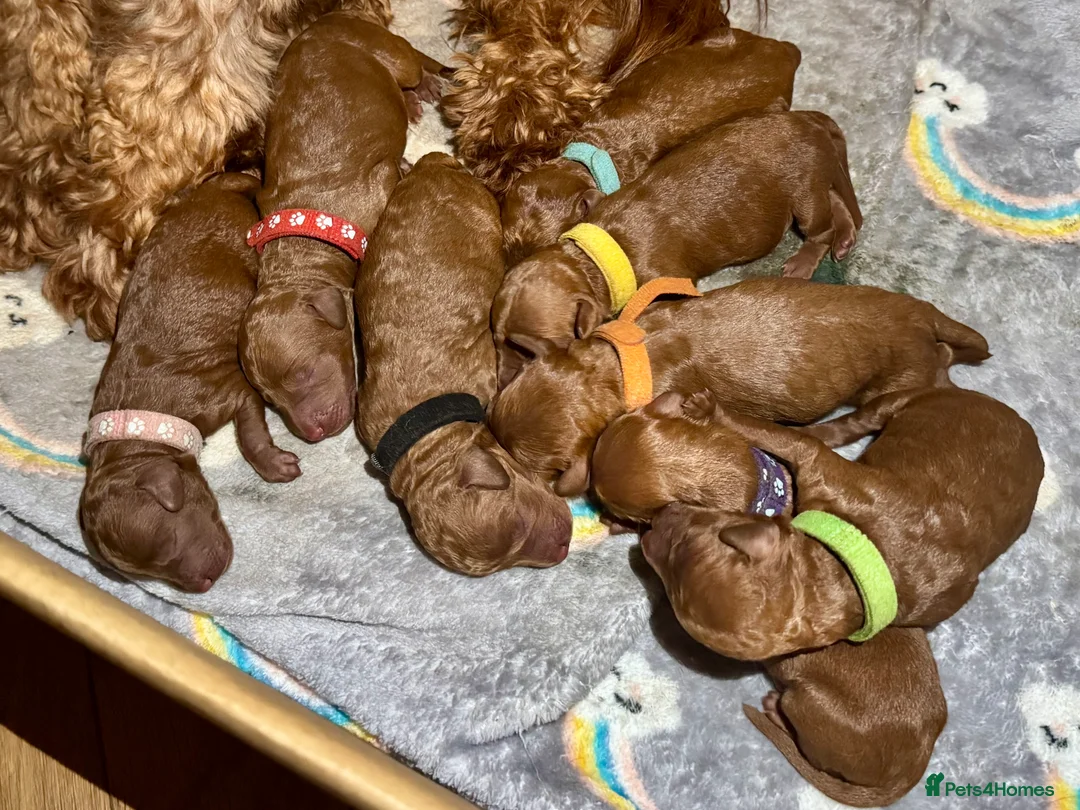 Cockapoo dogs for sale: F1b solid red cockapoos 🐾 - Advert 2