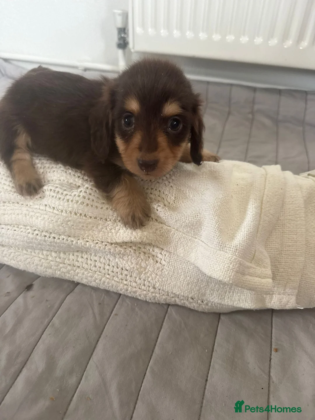 Miniature Dachshund dogs for sale: minature long haired dachshund puppies available  - Advert 14