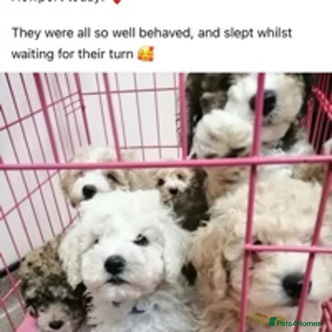 Toy Poodle dogs for stud: 🏆PROVEN🏆sable miniature poodle health tested in Havant - Advert 15