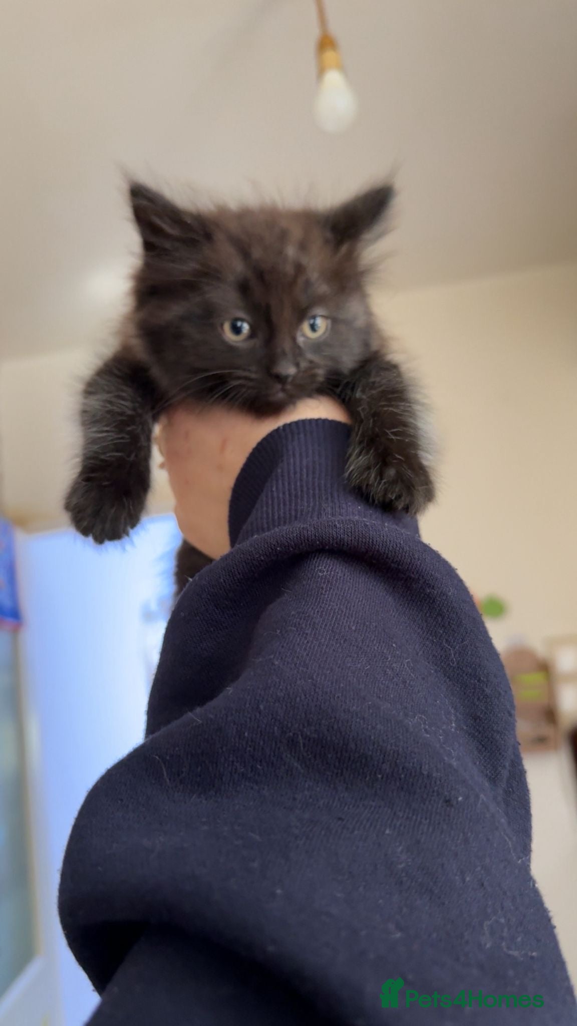 American Shorthair cats for sale: Beautiful Kitten - Advert 2
