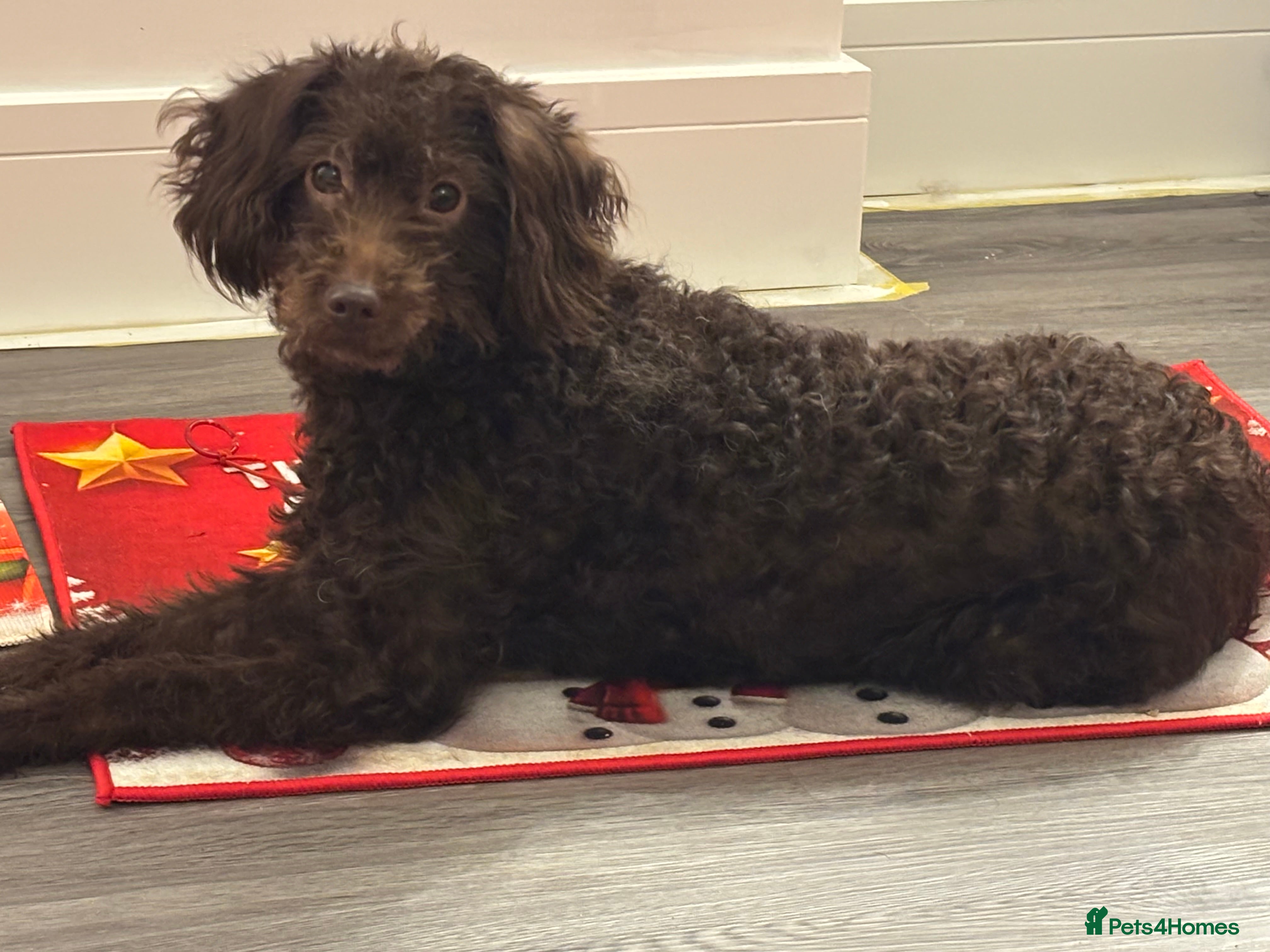 Labradoodle dogs Multigenerational labradoodles  - Advert 1