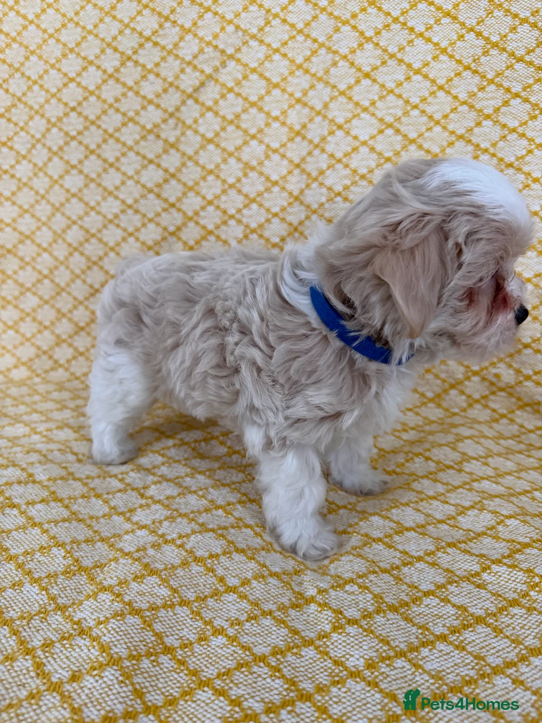 Maltipoo dogs for sale: Beautiful happy health tested Maltipoo fur babies  - Advert 11