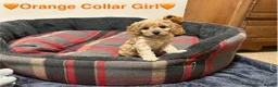 Cavapoo dogs for sale: ⭐️READY NOW! 5⭐️TOY Cavapoo puppies 🐶🐾 in York - Advert 12