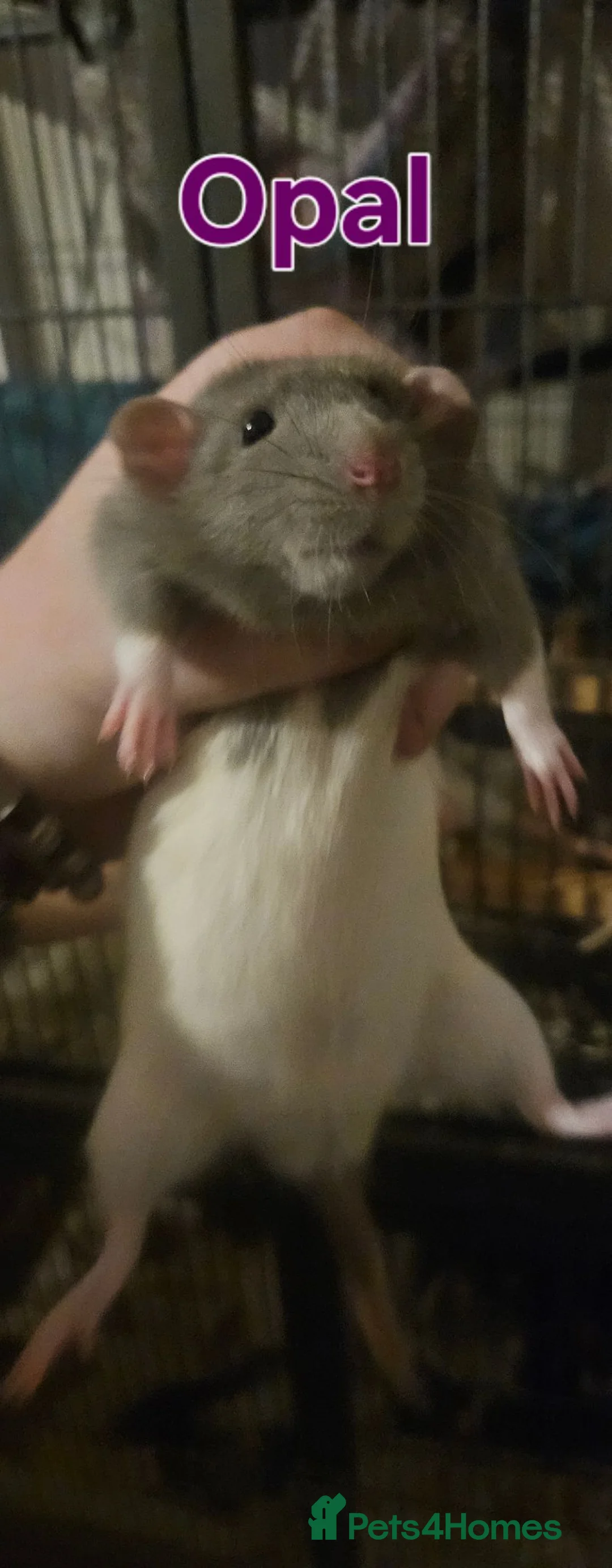 Rat rodents for sale: Rats Free to Good Homes! - Advert 12