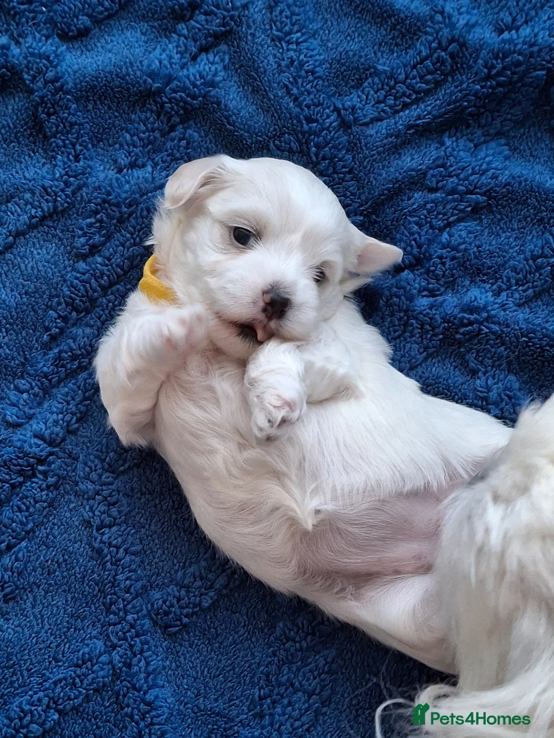 Mixed Breed dogs for sale: Maltese x Havanese Puppies - Advert 19