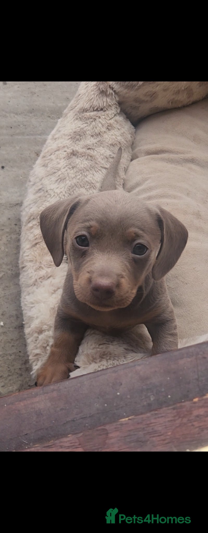 Miniature Dachshund dogs Isabella Miniature dachshund puppies  - Advert 20