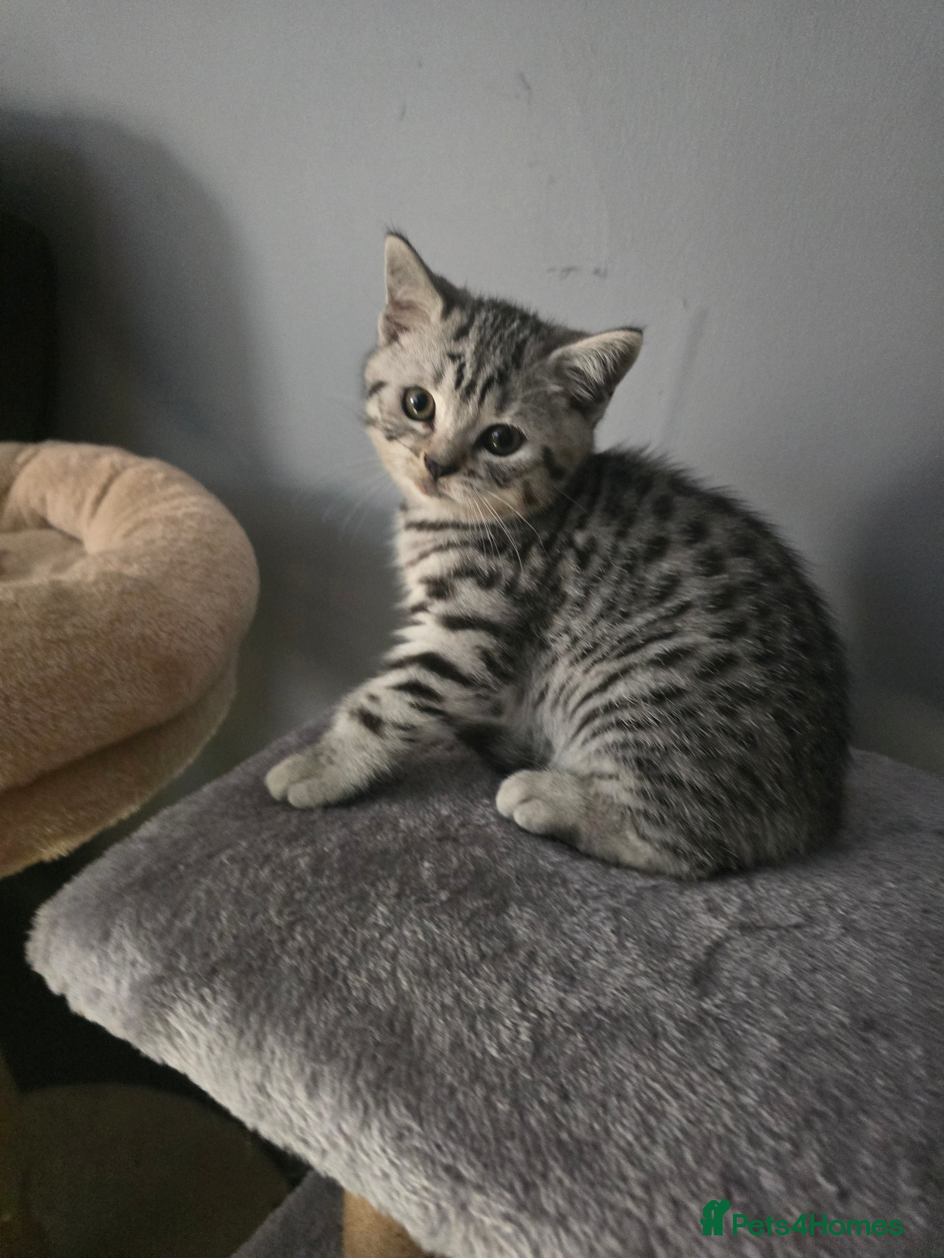 British Shorthair cats Beautiful bsh silver spotty kitten - Advert 1