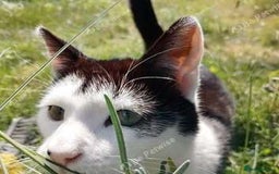 Mixed Breed cats for sale: Black and white kitten - Image 3