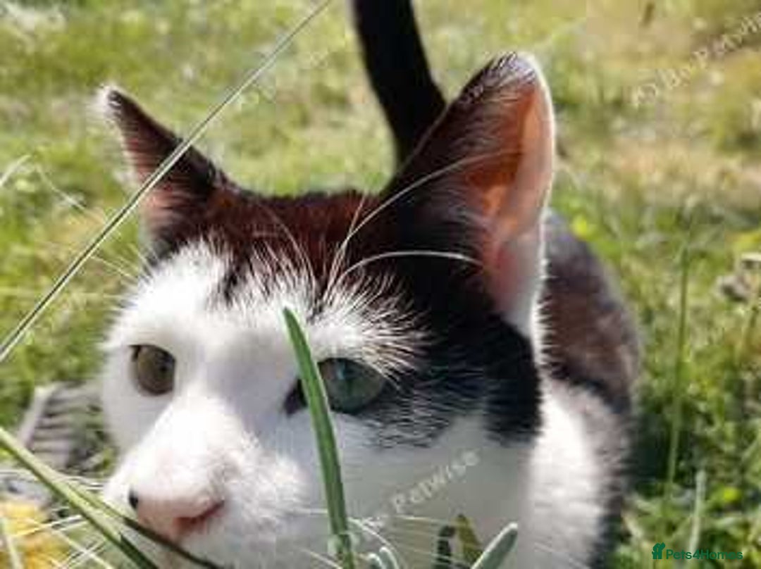Mixed Breed cats for sale: Black and white kitten - Image 3