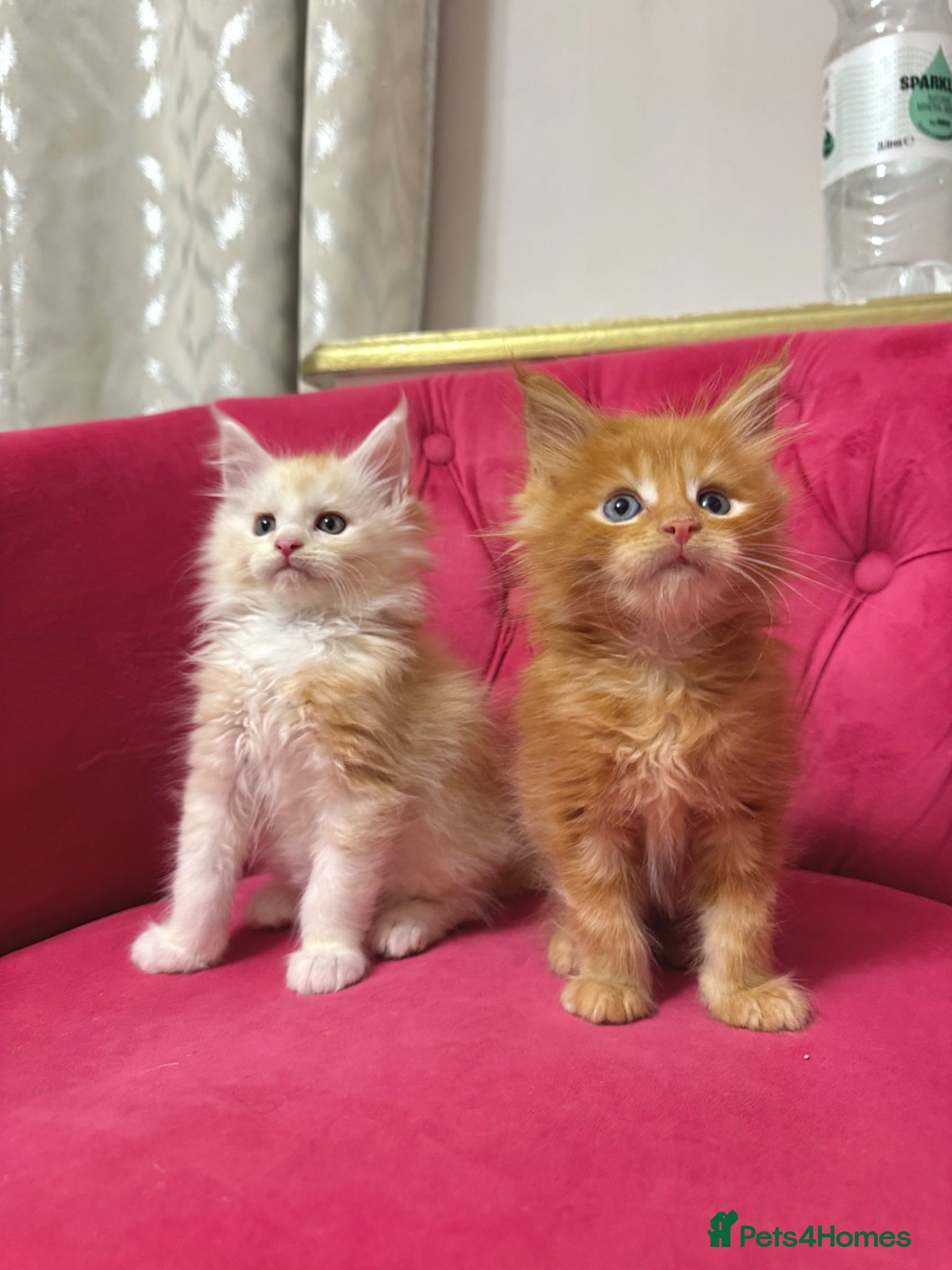 Maine Coon cats Maine Coon Kittens 🏆 20+ gen 🧬 Full Pedigree - Advert 1