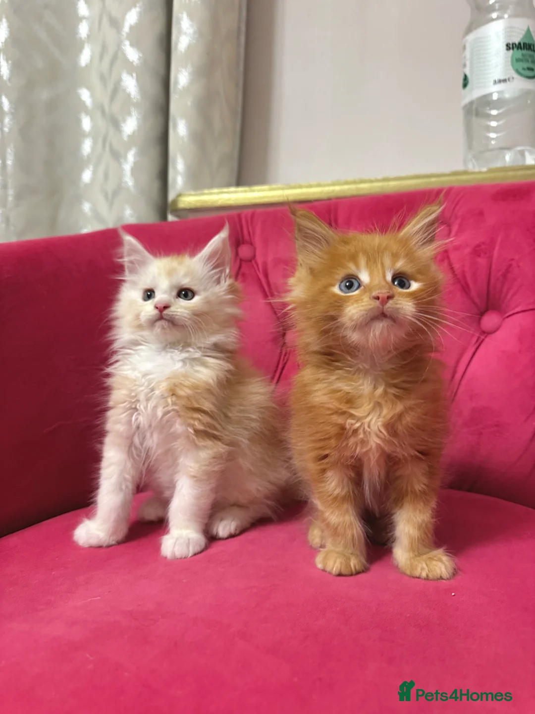 Maine Coon cats for sale: Maine Coon Kittens 🏆 20+ gen 🧬 Full Pedigree - Advert 1