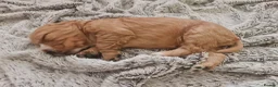Cocker Spaniel dogs for sale: 3 golden Cocker Spaniels  - Advert 36