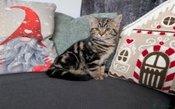 Ragdoll cats for sale: Ragdoll x BSH/MaineCoon kittens  - Advert 6