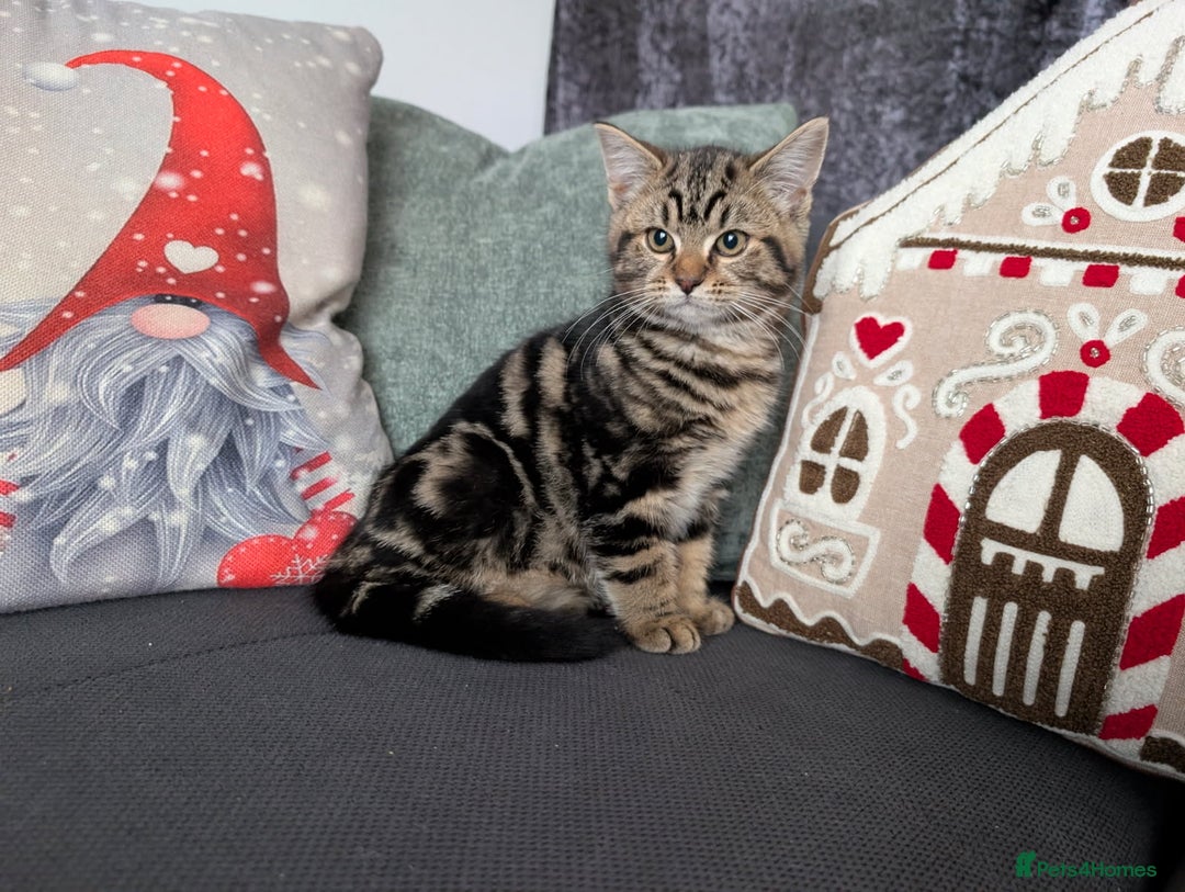 Ragdoll cats for sale: Ragdoll x BSH/MaineCoon kittens  - Advert 6