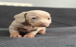 Dachshund dogs for sale: GORGEOUS DACHSHUNDS PUPPIES - Image 17