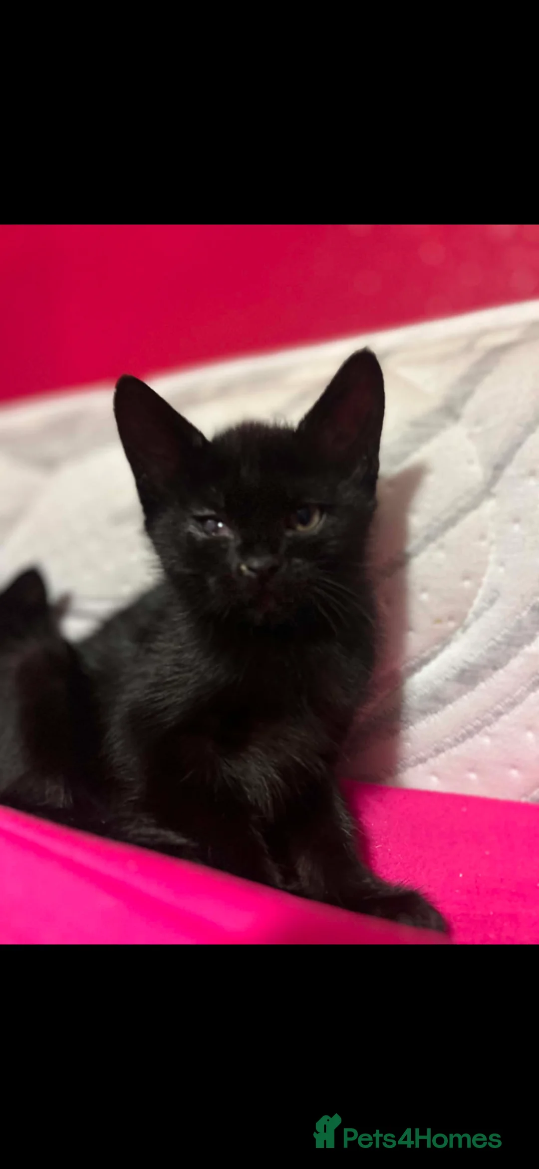 Burmese cats for sale: Burmese cross - Advert 2